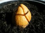 Avocadokern eingepflanzt mit erstem Trieb